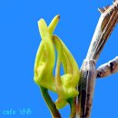 석곡(石斛-장생란) 기화(畸花)-천구롱(天狗瀧)02 이미지