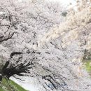 고향의 봄 이미지