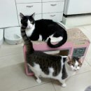 마야동물병원 이미지