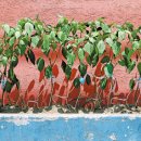 미니농장 이미지