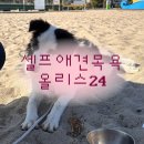 올리스24셀프목욕 | 부산 대형견 셀프애견목욕 올리스24 정관점