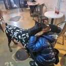 이리오시개 이미지