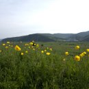 노랑노랑 이미지