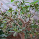 짱구농장 이미지