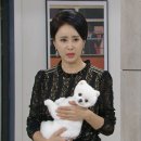 강아지가정부 네이버블로그
