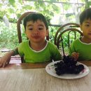 석호농원 이미지