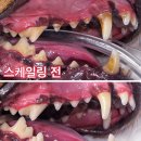 대신e편한세상 101동 앞 | [센트럴동물병원] 대구 강아지 건강검진 스케일링 내돈내산 후기 추천