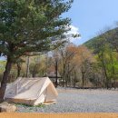 계곡힐링스카이 | 벚꽃비 맞으며 캠핑했어요 🌸 단양 포레스트 힐링캠프 봄꽃 캠핑 후기