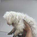 엘로이펫(L.ROYpet) 이미지