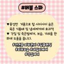 발렌티몽 이미지