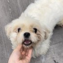 보보스퍼피 이미지