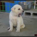 백구로-1 이미지