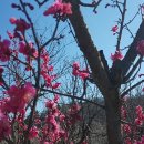 우리산약초 이미지