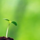 새싹 이미지
