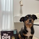 싹Dog | [강아지 사료 추천] 🐶곤충 단백질로 눈물 자국+피부 걱정 싹! 💚My Dog 저알러지 사료 후기