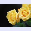 곡성-017 티스토리