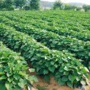 푸른솔농장5 이미지