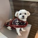 강아지 옷 만들기 이미지
