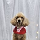 앨리스동물병원 이미지