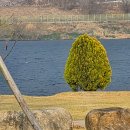 쑥공원 | 🌿 달무리수변공원 쑥