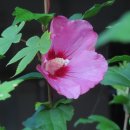 참새의 정원 이미지