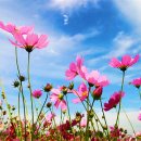 아름다운 이미지