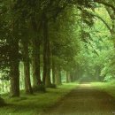 지리산큰나무 이미지