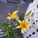 대정골 | 제주 독채 가족민박 [대정골민박]