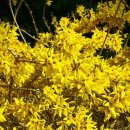 개나리공인중개사 이미지