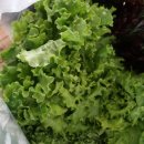 유러피안채소 1KG, 유럽샐러드채소 직접 먹어본 후기