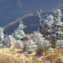 2015.1.25. 눈산행 치악산 (비로봉) 온통 만발한 설화와 상고대가 또한 장관이다. ,눈가루와 서리가 내려 녹다가 다시 얼어서 투명하게 된 것이 상고대다. 이미지