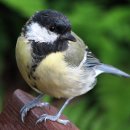 검정색 긴 넥타이를 한 수다쟁이 텃새...박새 (Great Tit) 이미지