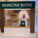 개스키라빈스 이미지