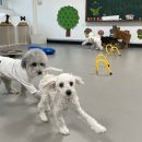 망원견 애견유치원&애견호텔 이미지