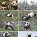 동물농장 이미지