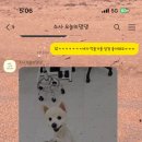 오늘의 댕댕 이미지