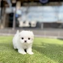 해피애견타운 강아지고양이 포항점&현살롱드펫(북구) | 경주강아지분양 고민 중이라면 이곳이 정답이에요