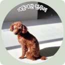 바람난 강아지 | 강아지 미끄럼방지 매트 파크론 롤매트 9개월 사용후기