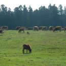 종우목장 이미지