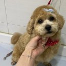 포유동물병원 이미지