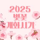 2025 벚꽃 개화시기 서울 경주 대구 강릉 제주도! 지역별 벚꽃 명소까지 이미지