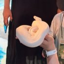 덕영대로 | [경기도 수원] 어푸어푸 수원판타지움점 파충류핸들링체험 이색카페 주말방문후기
