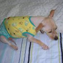 원주동물병원 이미지