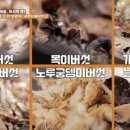 능이버섯 초계탕 이미지