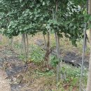 은행농장 이미지