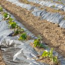 어래산농장 이미지