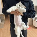 울산 강일웅고양이메디컬센터 | [울산 남구] 강일웅동물메디컬센터에서 고양이 초음파를 본 후기