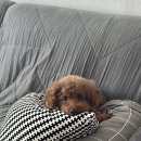 폴앤도기 이미지