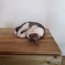 카페힐민박 이미지