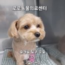 푸우동물병원 네이버블로그